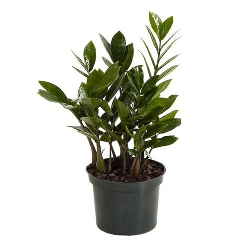 Zamioculcas zamiifolia (ZZ plant, eternity)