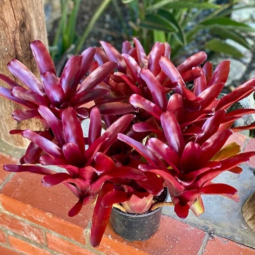 Bromelia Voladora