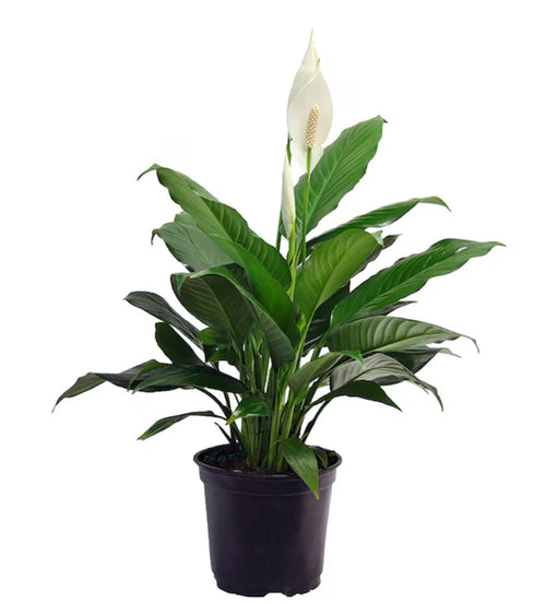 Spathiphyllum (Peace Lily)