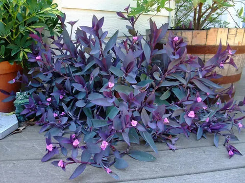 Purple Tradescantia