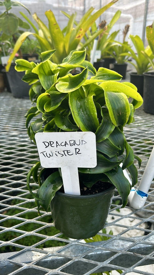 Dracaena Twister (Dracaena reflexa)