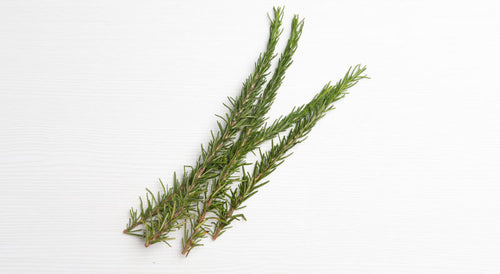 Rosemary