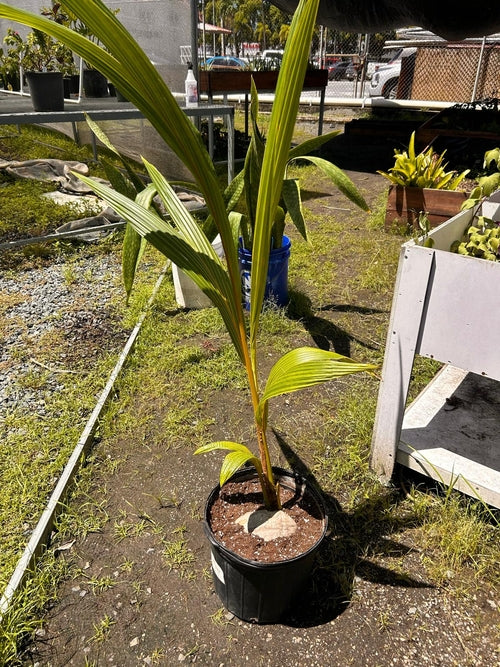 Coconut Germinated Palm