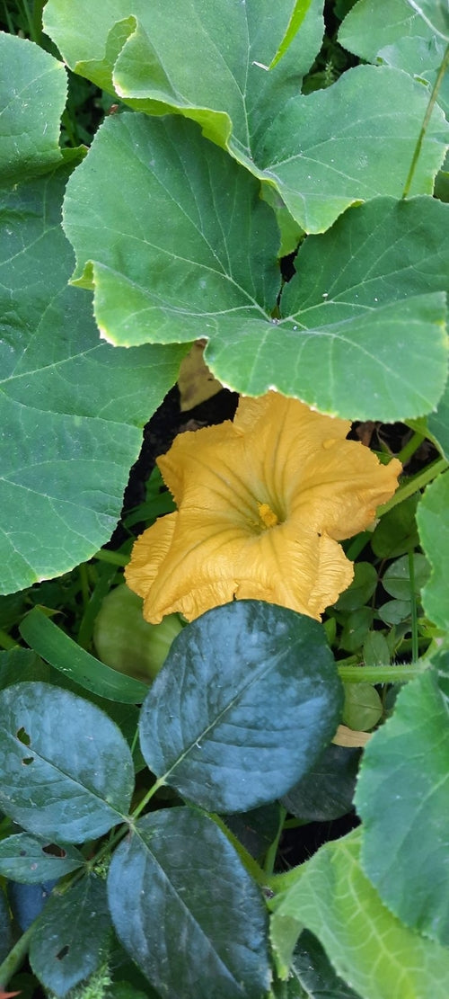 Taína Pumpkin Plant