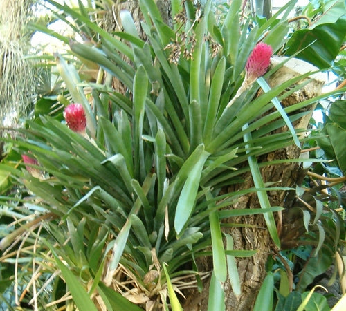 Quesnelia Bromeliad Plant