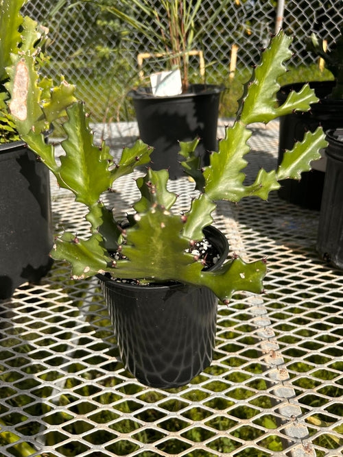 Euphorbia Lactea Regular Cactus