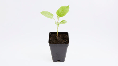 Eggplant seedlings